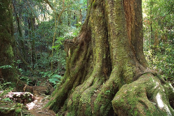Forest Giants from Rivendell
