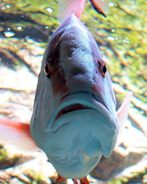 Do fish have strokes?