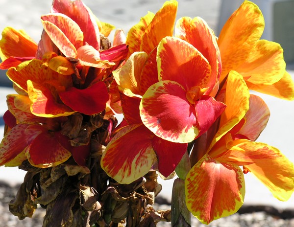 Arizona Flowers