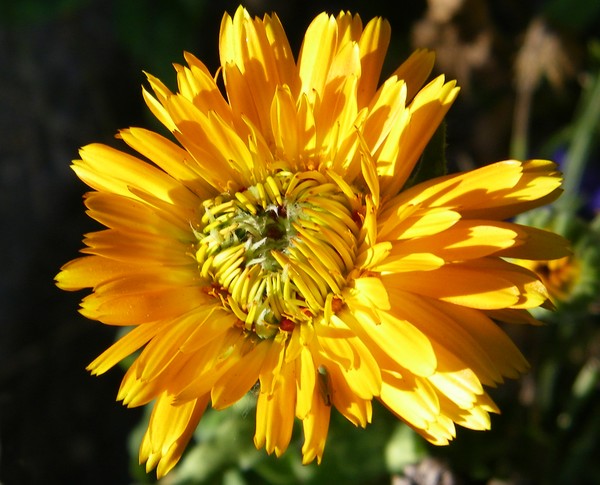 Marigold