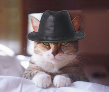 Bart the Cat