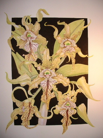 Dendrobium spectabile