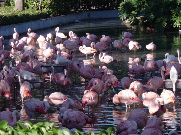 Flamingoes