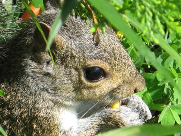 Squirrel Youngster