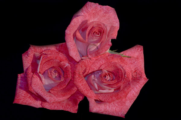 Three little pinkies