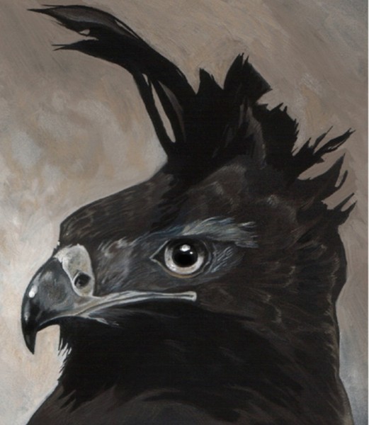 African Eagle