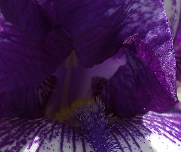 Purple Cave Myst