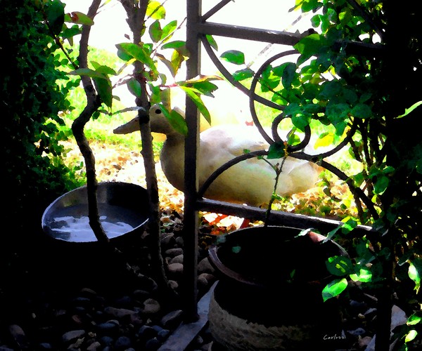 Back Yard Visitor