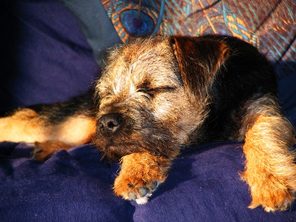 Time for a nap