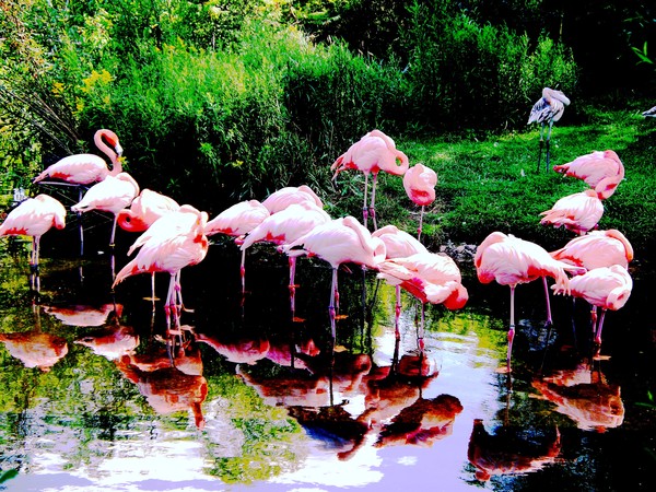 Think Pink