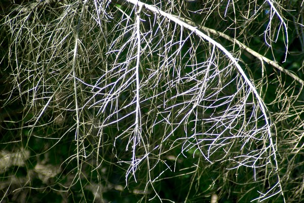 dead  branches