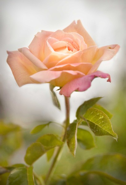 Rosa 2