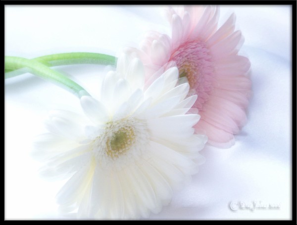 Soft Touch