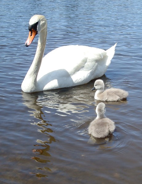 Swan Family