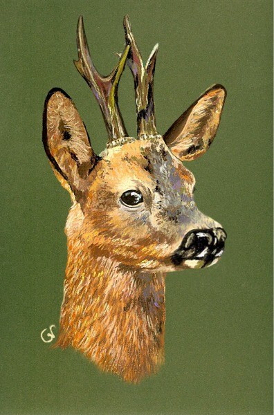 Forest Animals 2 - The Roe Deer