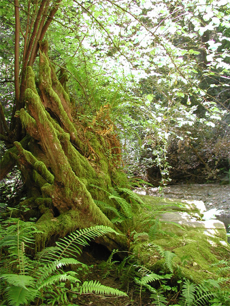 Moss Giant