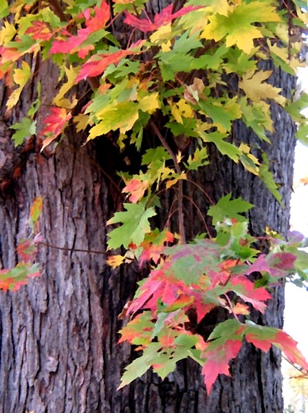 Autumn In The Park (Three)