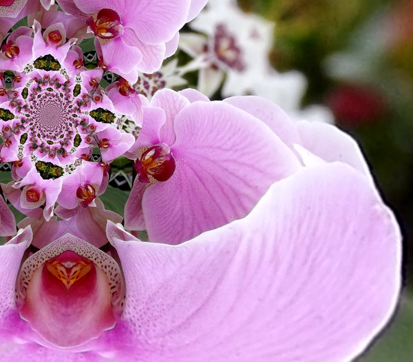 Abstract Lavender Orchid (Sixteen)