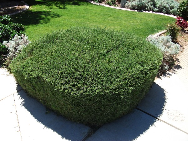Rosemary Bush