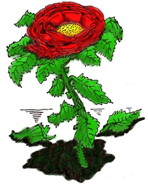 The Rose-in color