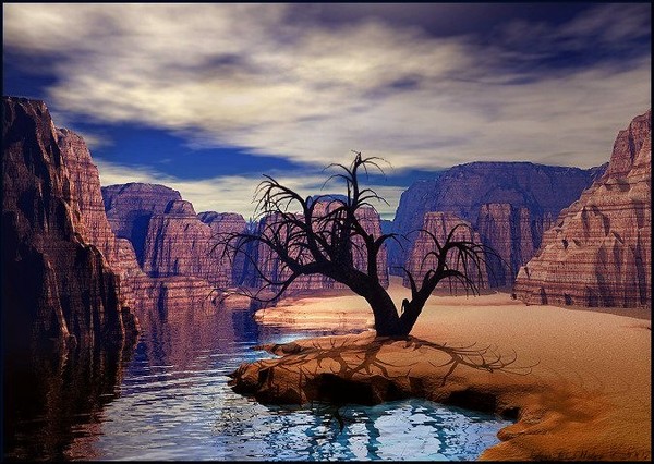 The Thousand Year Old Tree