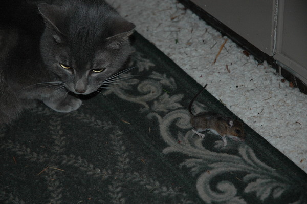 Game of Cat & Mouse