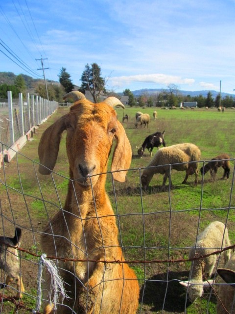 Baaaaa Humbug