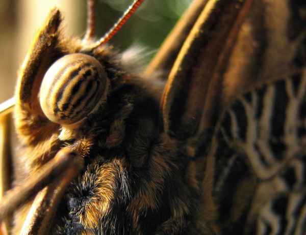 banded eye