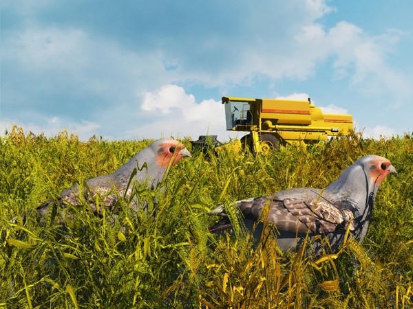 Harvest Greys