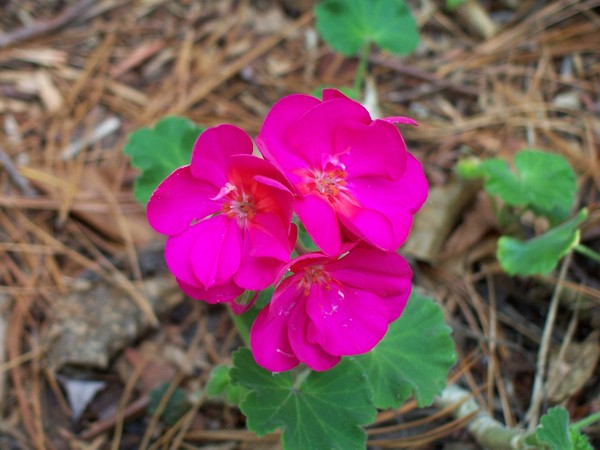 Pink Begonia triplets