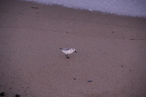 Snowy Plover on the Beach of Plum Island