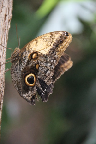 Owl Butterfly