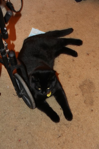Khan loves my Wheelchair