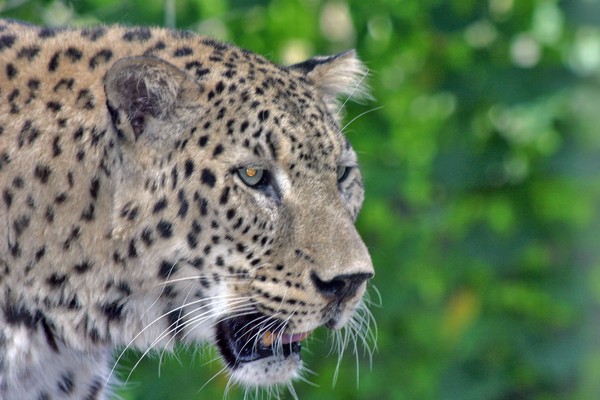 Leopard Growl