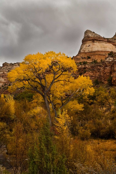 Golden Cottonwood