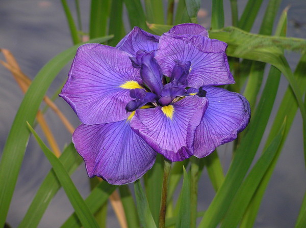 Purple Iris