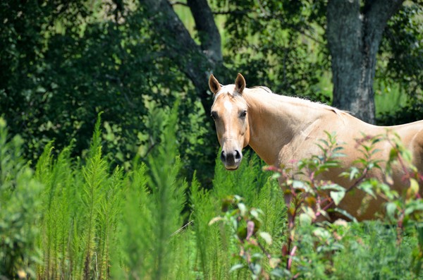 Beautiful Horse