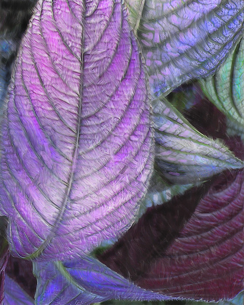 BotanicalAbstractPurple