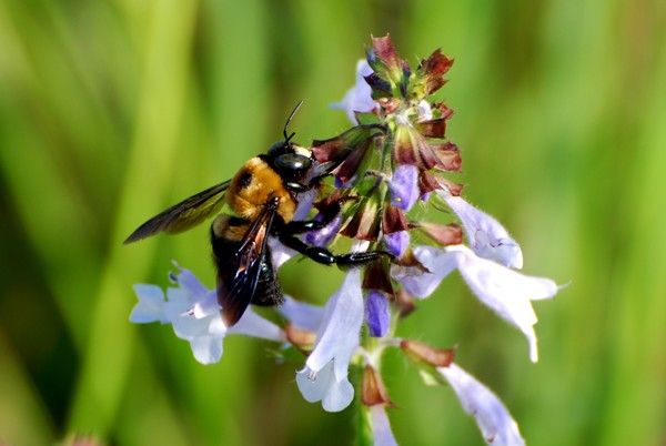 bumblebee hug