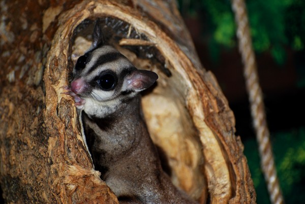 Sugar Glider