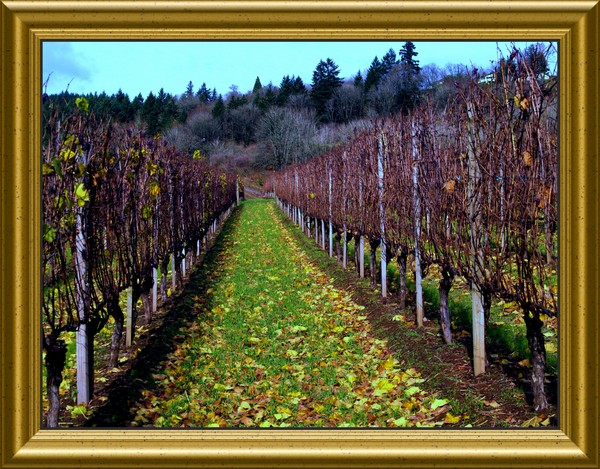 Oregon vineyards