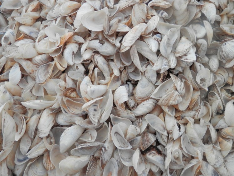 Shell Game