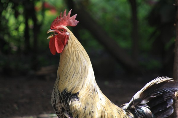 Proud Cockerel