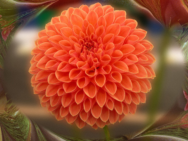 Orange Dahlia