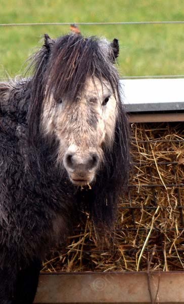 Bad hair day