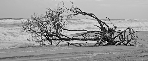 Driftwood Window