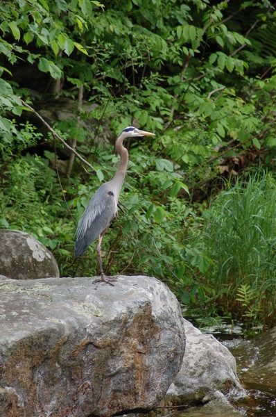 Blue Heron
