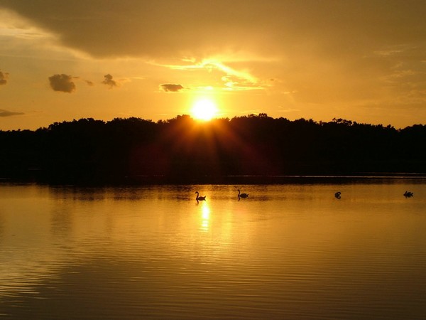 Four Swan Sunset