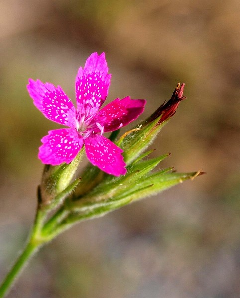Pink Star