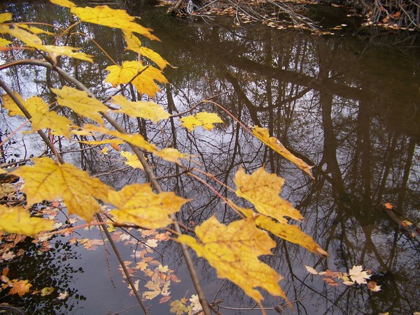 Golden Leaves